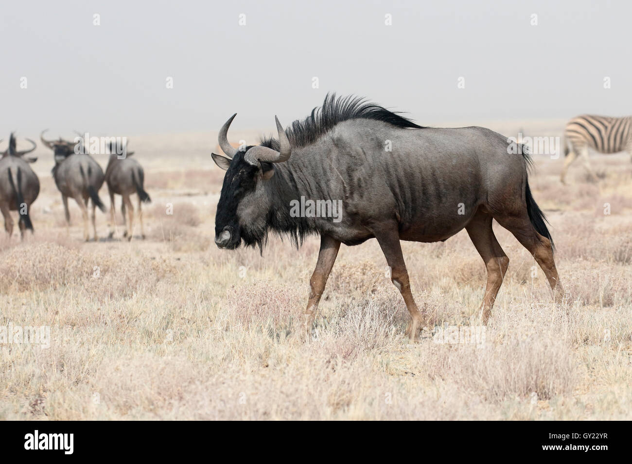 Blue GNU, Connochaetes taurinus, unico mammifero, Sud Africa, Agosto 2016 Foto Stock