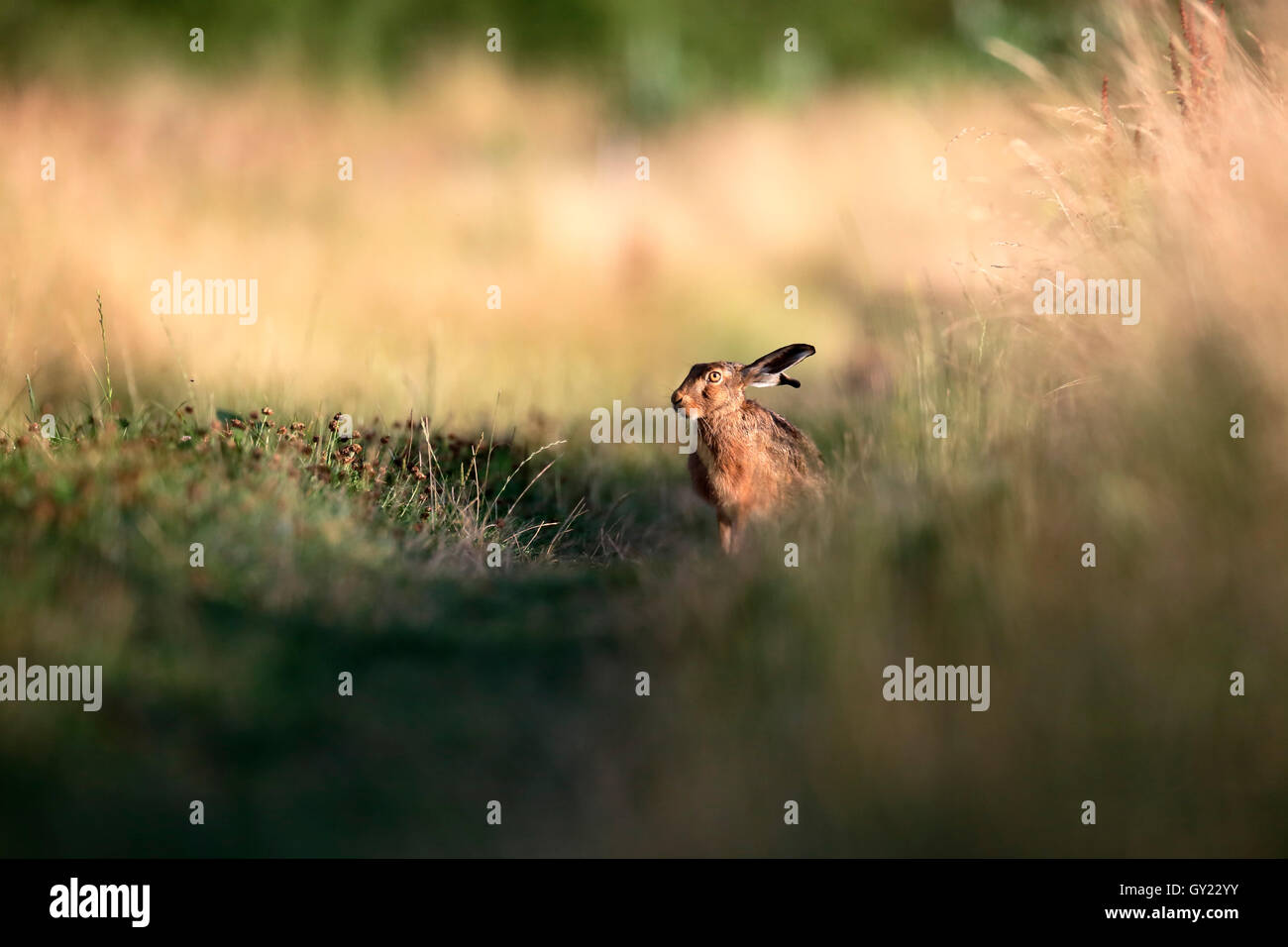 Brown, lepre Lepus europaeus, unico mammifero in erba, Warwickshire, Agosto 2016 Foto Stock