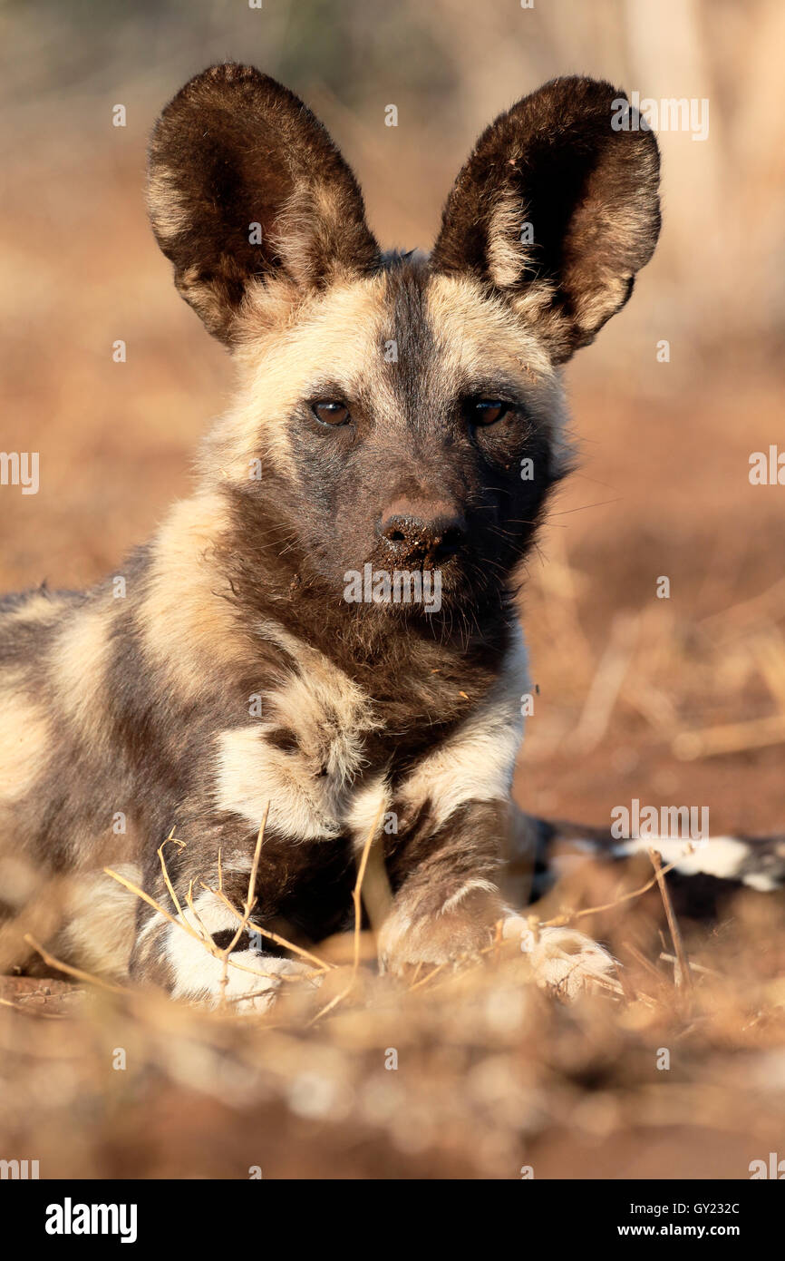 Capo africano cane da caccia, Lycaon pictus, unico mammifero, Sud Africa, Agosto 2016 Foto Stock