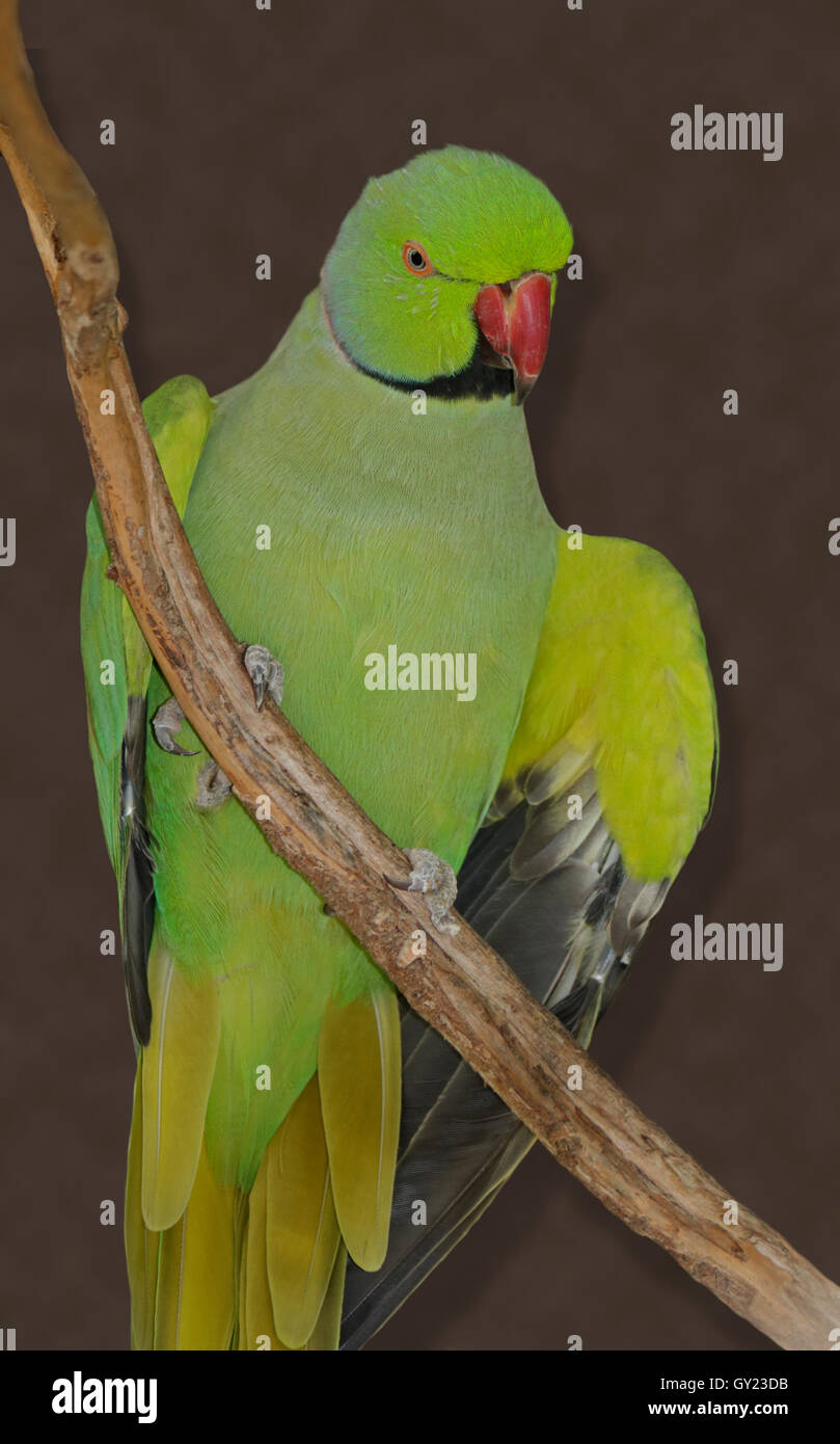 Collo ad anello parrocchetto (Psittacula krameri) Foto Stock