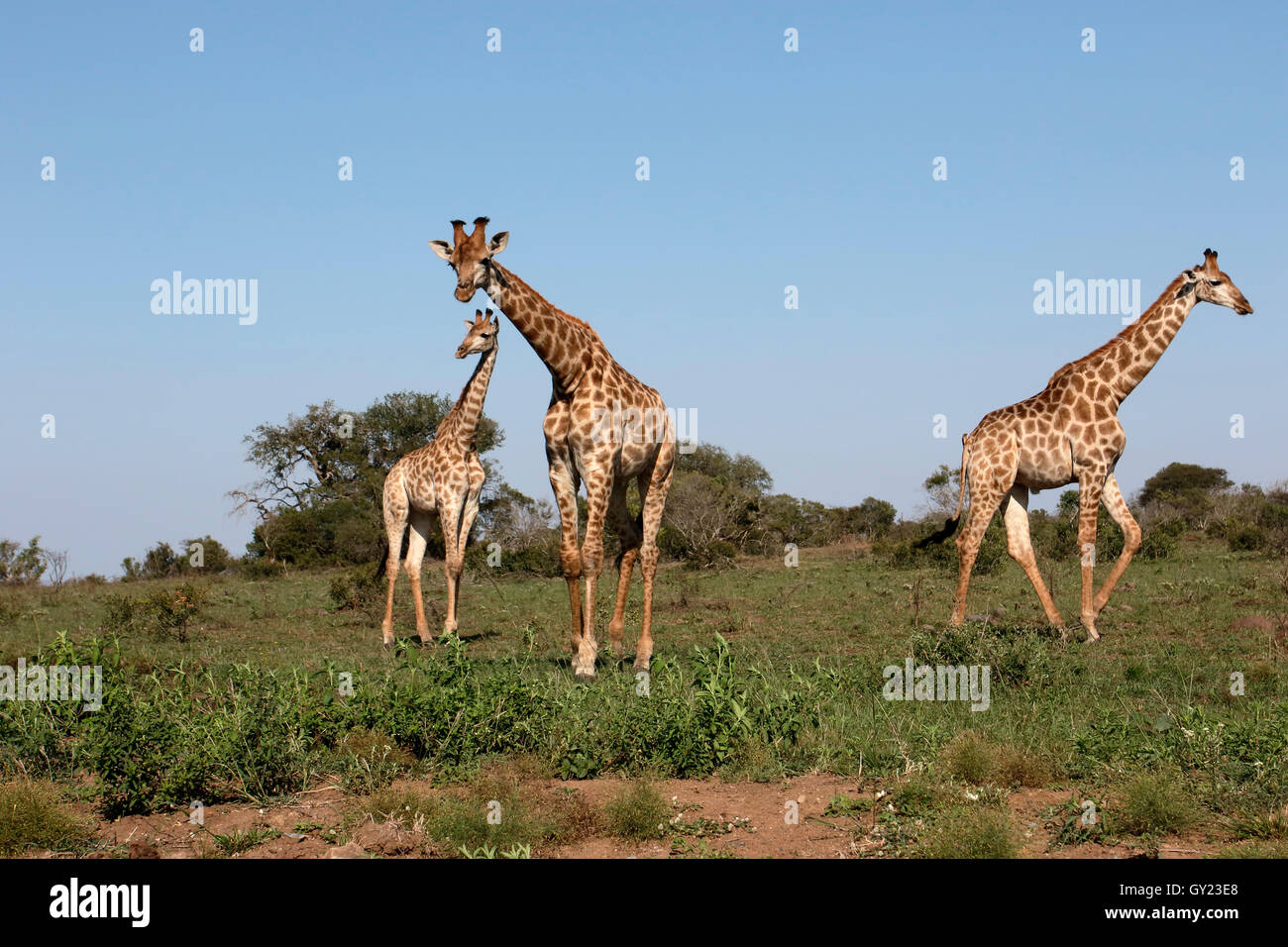 La giraffa, Giraffa camelopardalis, tre mammiferi, Namibia, Agosto 2016 Foto Stock