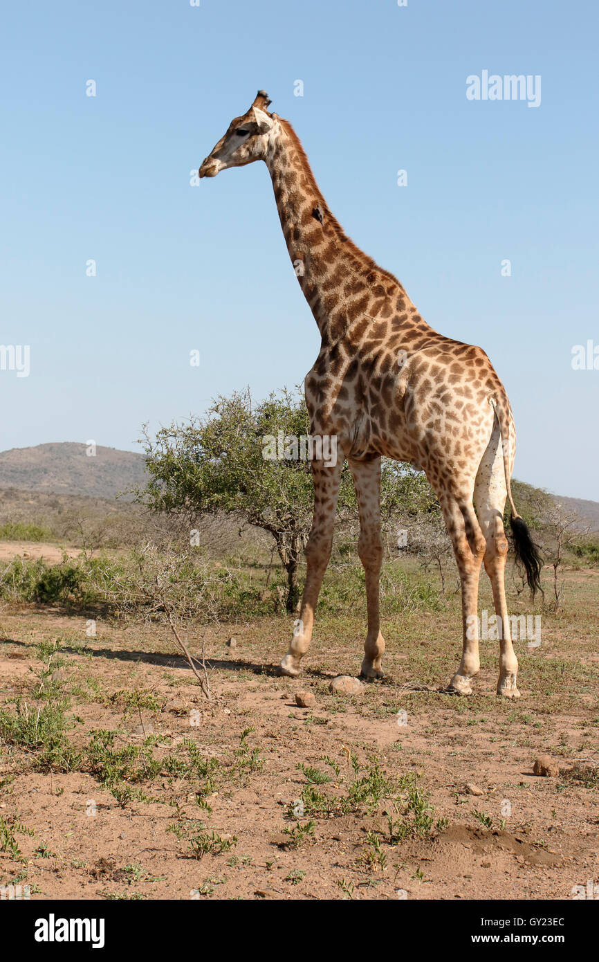 La giraffa, Giraffa camelopardalis, unico mammifero, Namibia, Agosto 2016 Foto Stock