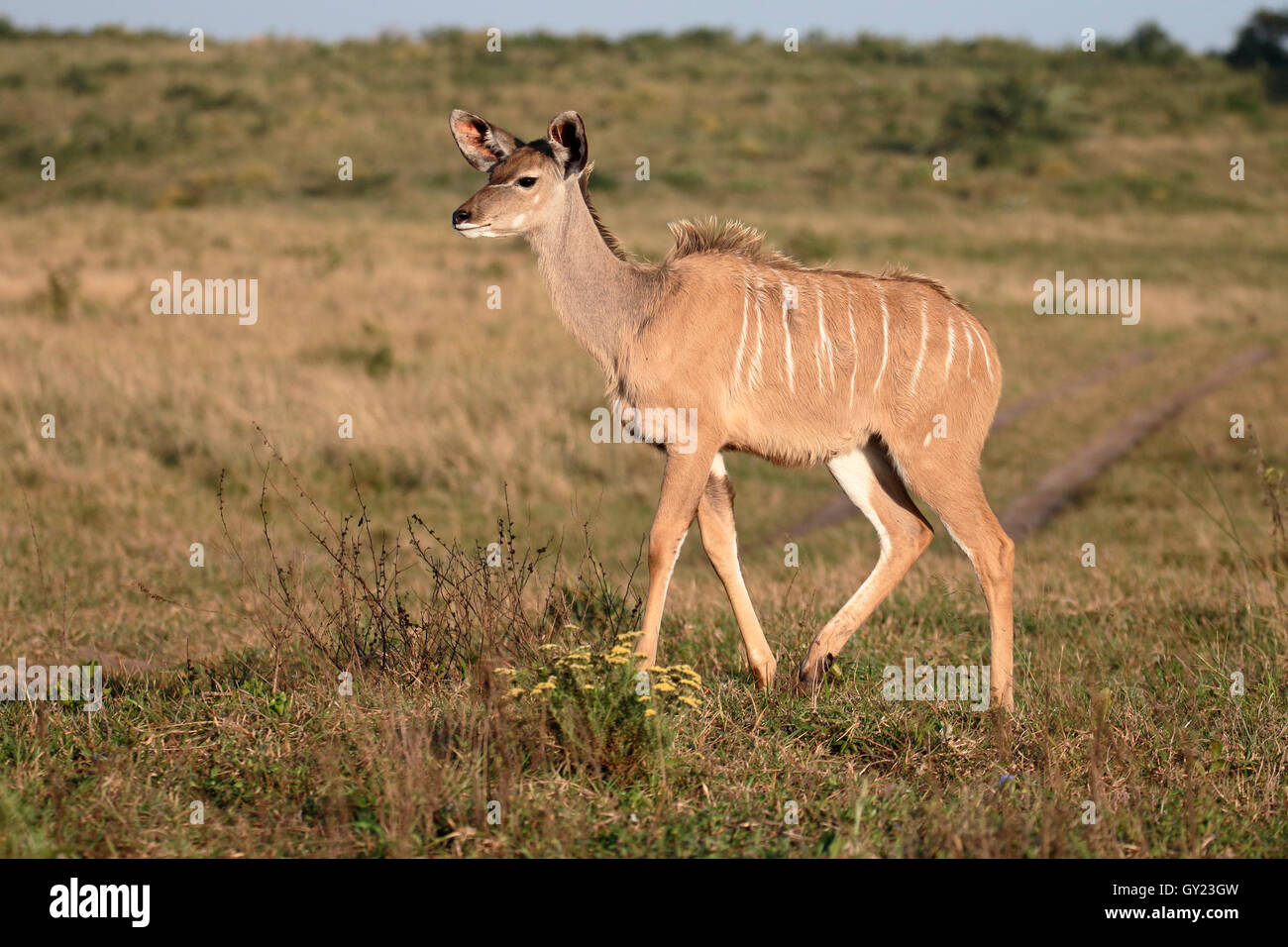 Maggiore kudu, Tragelaphus strepsiceros, unica donna, Sud Africa, Agosto 2016 Foto Stock