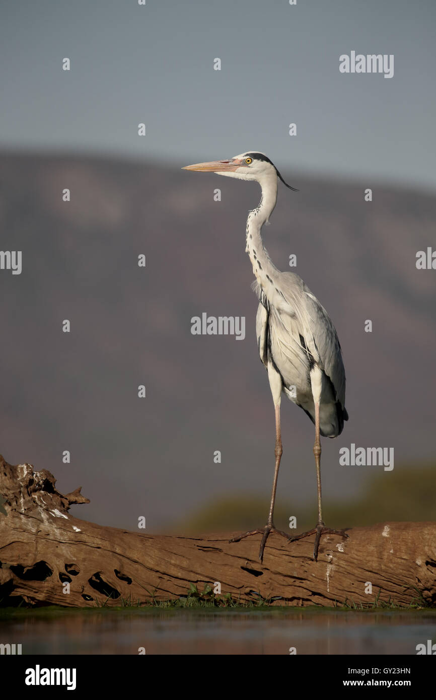 Airone cenerino, Ardea cinerea, singolo uccello da acqua, Sud Africa, Agosto 2016 Foto Stock