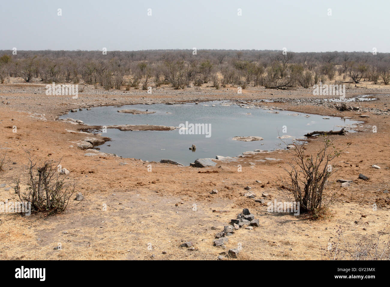 Moninga foro per l'acqua, Halali camp, Etsoha, Nambia, Agosto 2016 Foto Stock