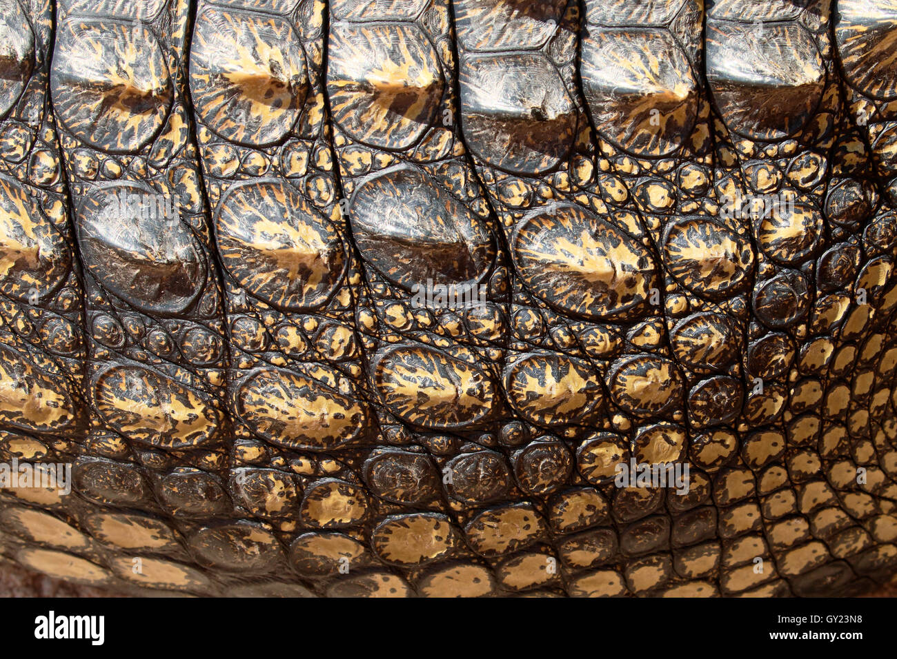 Coccodrillo del Nilo, Crocodylus niloticus, close up della pelle, Sud Africa, Agosto 2016 Foto Stock