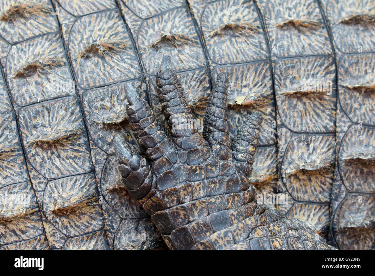 Coccodrillo del Nilo, Crocodylus niloticus, close up della pelle, Sud Africa, Agosto 2016 Foto Stock