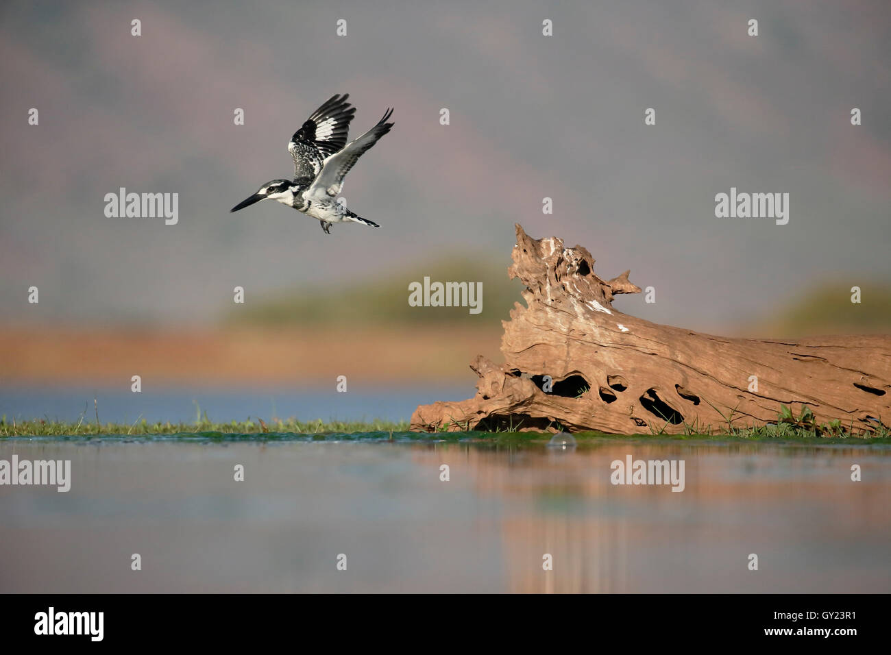 Pied kingfisher, Ceryle rudis, uccello in volo, Sud Africa, Agosto 2016 Foto Stock