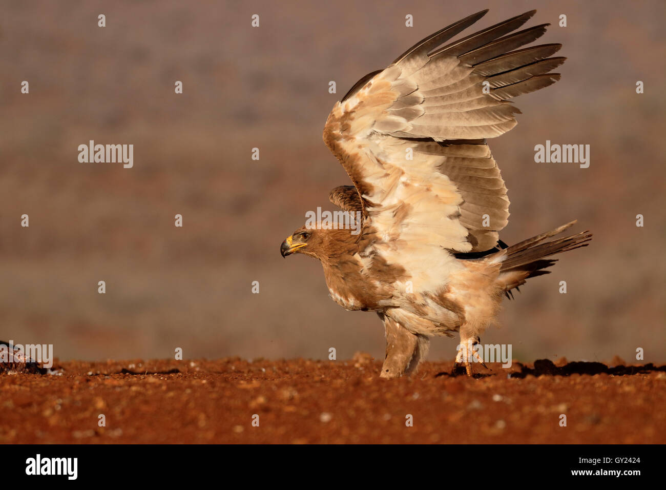 Bruno eagle, Aquila rapax, singolo uccello sul terreno, Sud Africa, Agosto 2016 Foto Stock