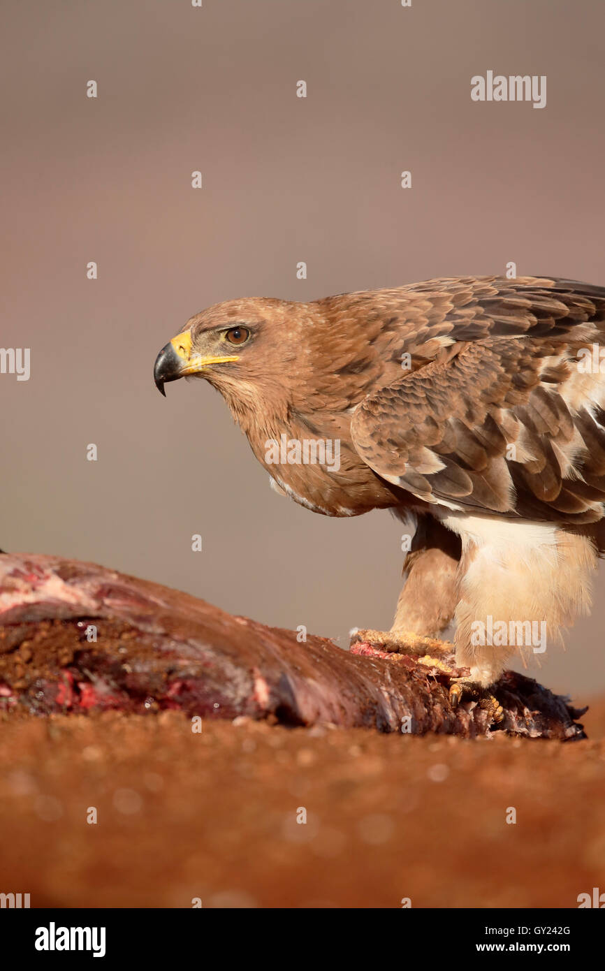 Bruno eagle, Aquila rapax, singolo uccello sul terreno, Sud Africa, Agosto 2016 Foto Stock