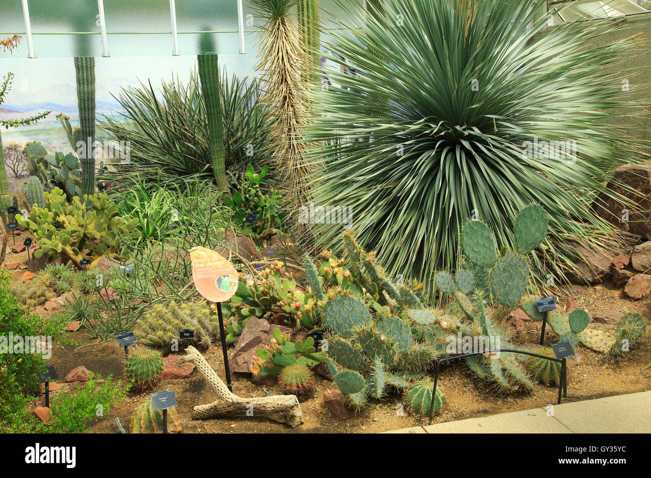 Le piante del deserto all'interno della Principessa di Galles conservatorio Royal Botanic Gardens, Kew, London, England, Regno Unito Foto Stock