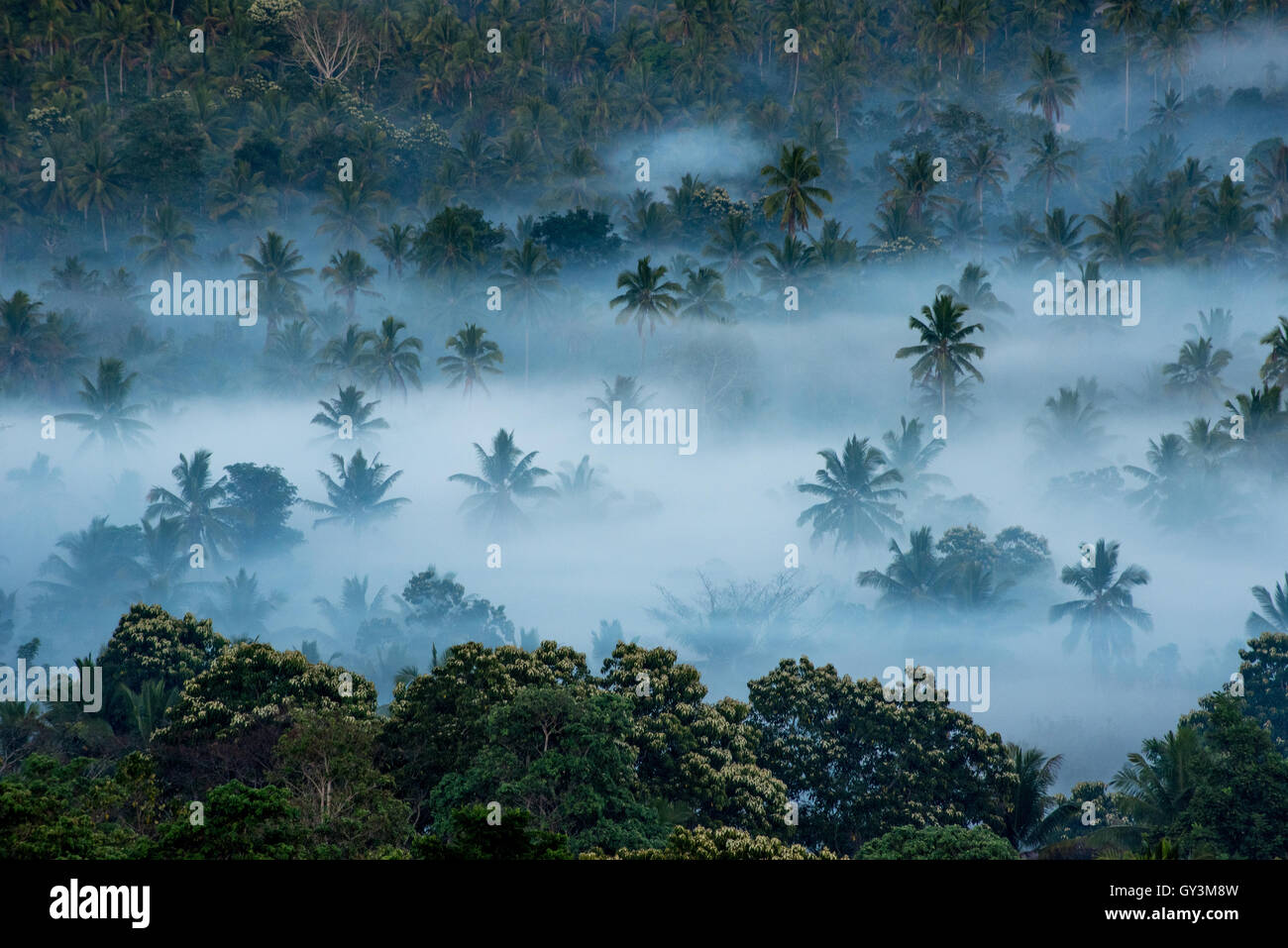 Nebbia sul paesaggio agricolo dove crescono alberi di cocco ad Atadei, Lembata, Nusa Tenggara orientale, Indonesia. Foto Stock