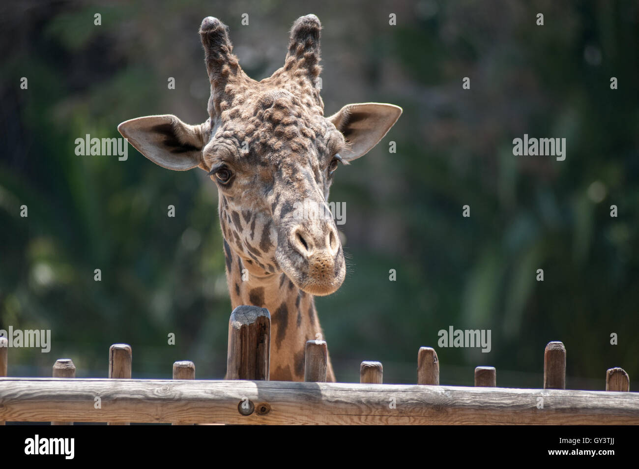 Masai Giraffe testa guardando oltre il recinto in legno Foto Stock