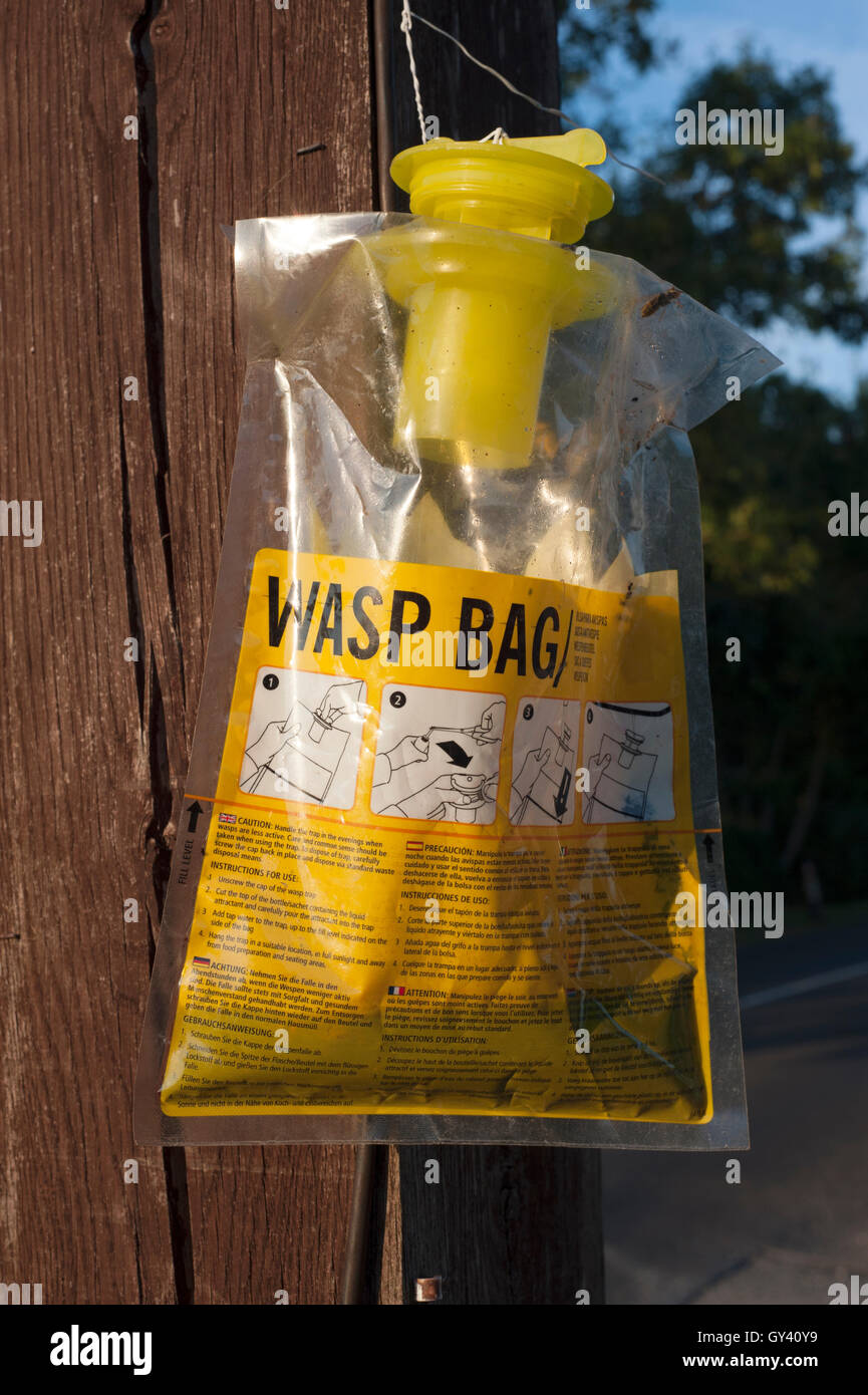 Plastica commerciale wasp trap sacchetto di plastica appeso fuori per intrappolare vespe England Regno Unito Foto Stock