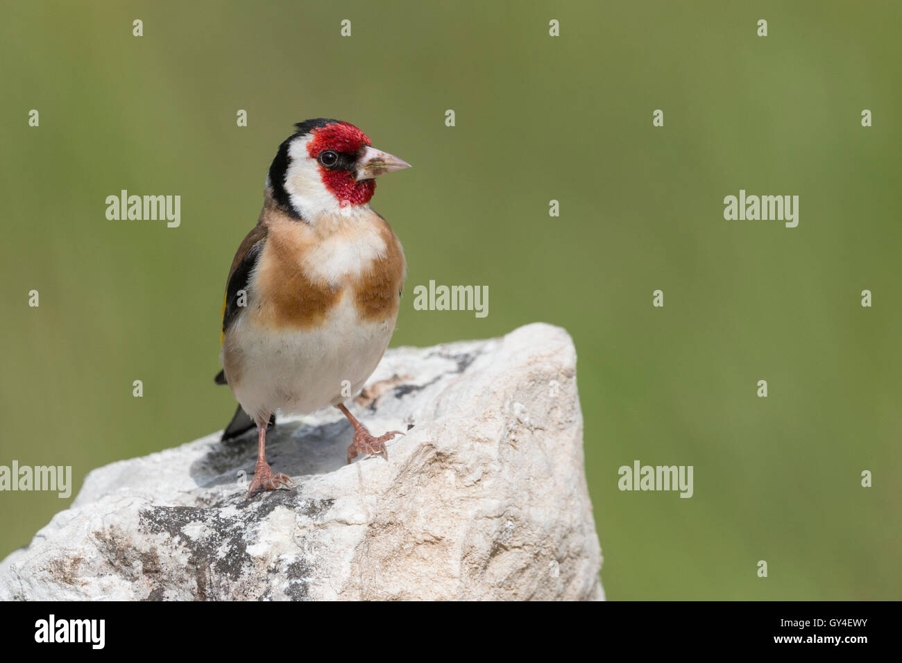 Cardellino su roccia Foto Stock