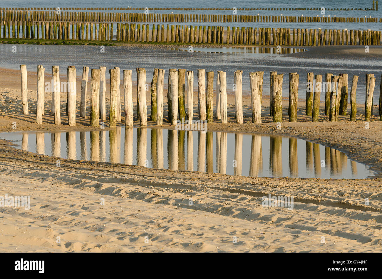 Righe di weathered pennelli di legno sulla spiaggia di Zoutelande in Paesi Bassi Foto Stock