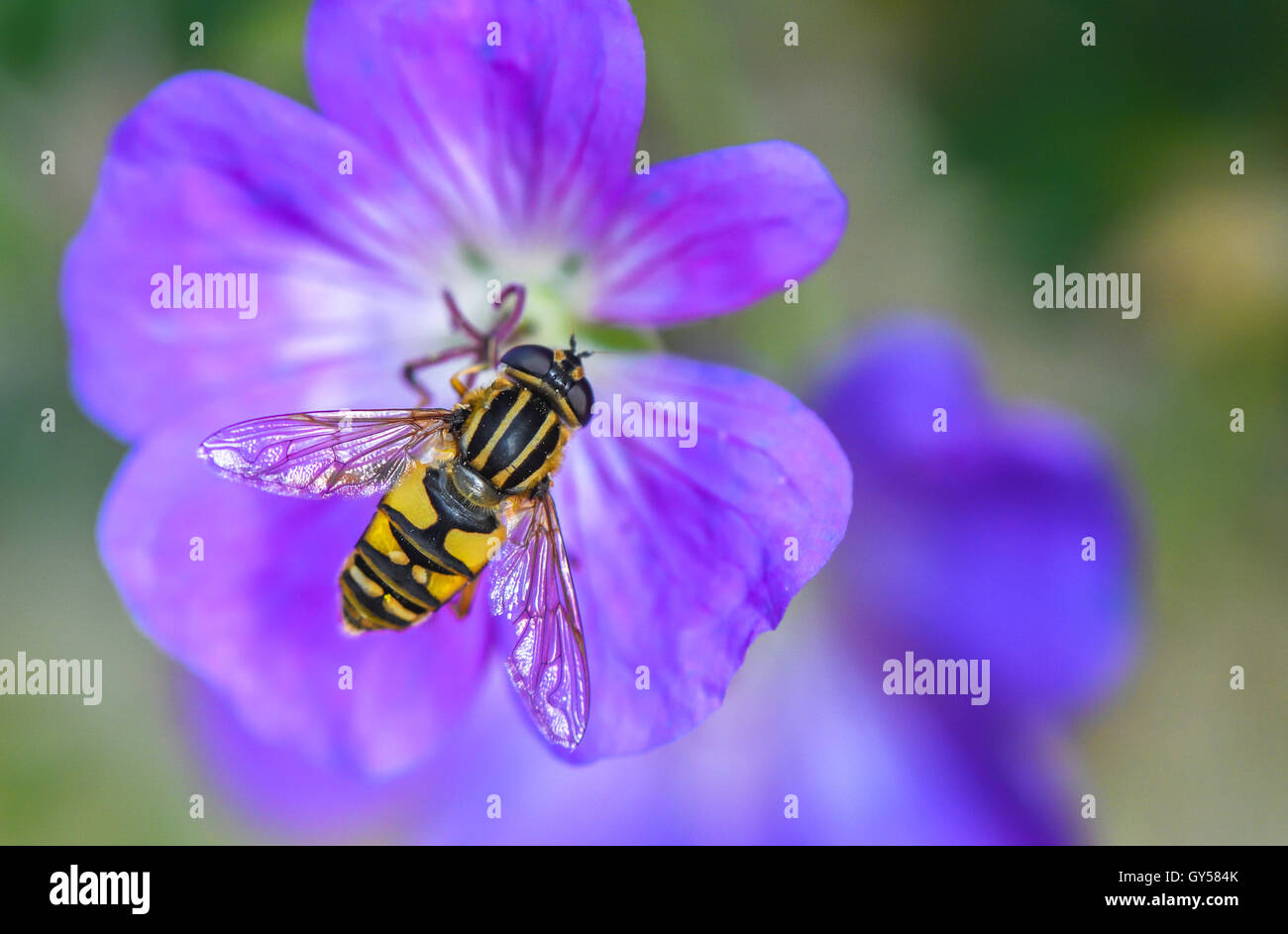 Close-up di un adulto tipico Hover-fly (Syrphus) alimentazione off nettare e polline Foto Stock