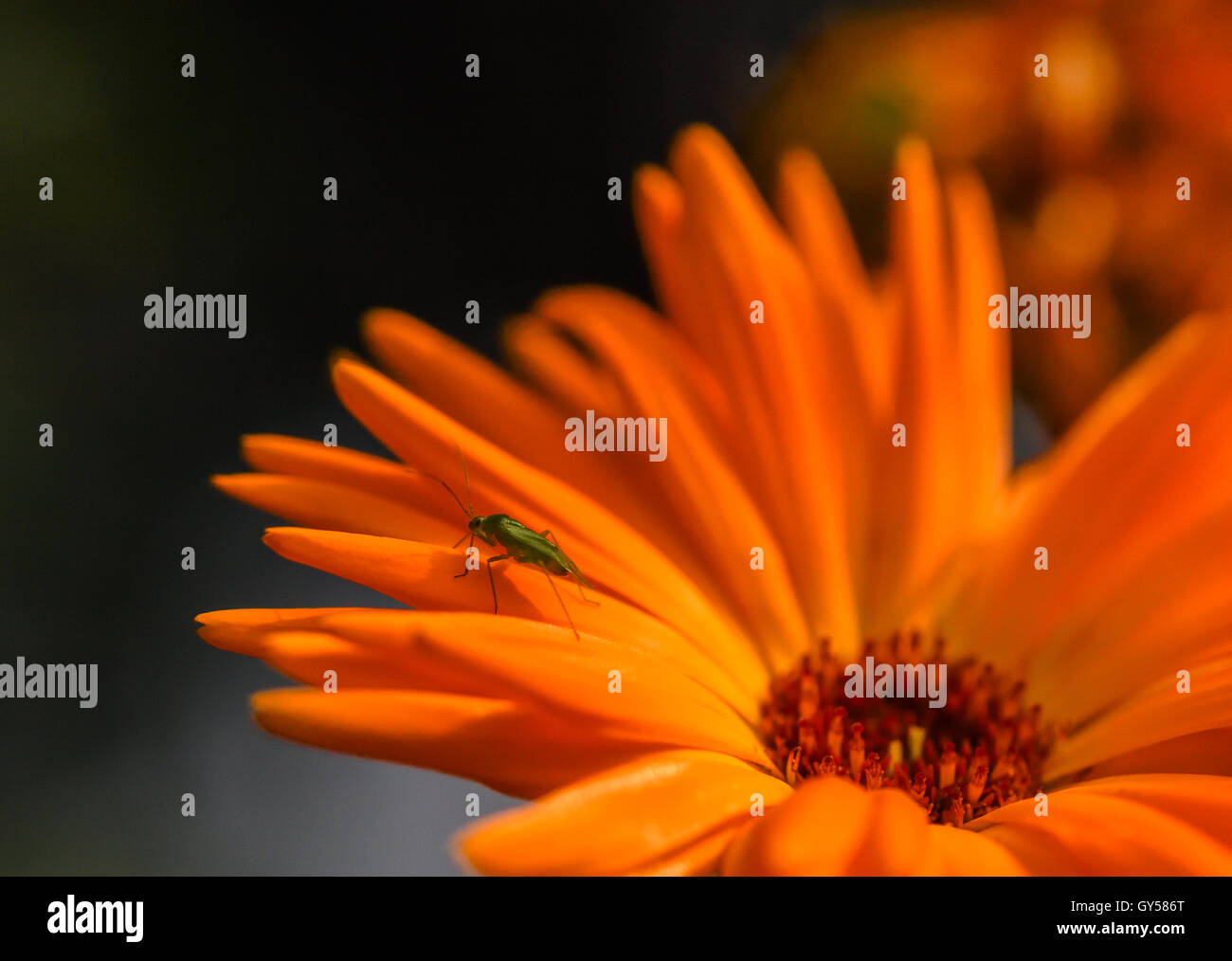 Piccolo insetto verde in appoggio sulla petali di colore arancione del fiore a margherita. Foto Stock