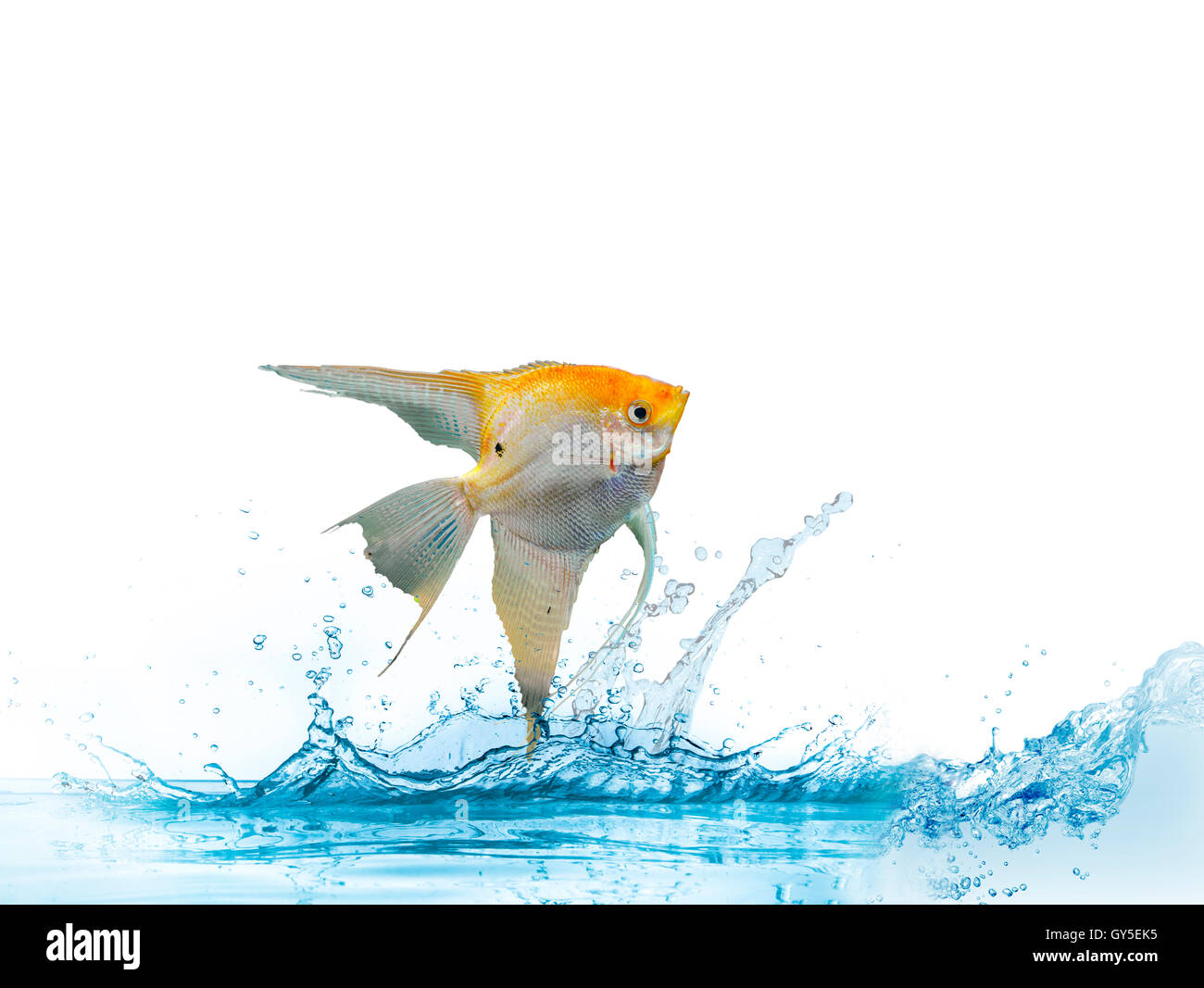 Sfondo con un ritratto del golden pesci angelo Foto Stock