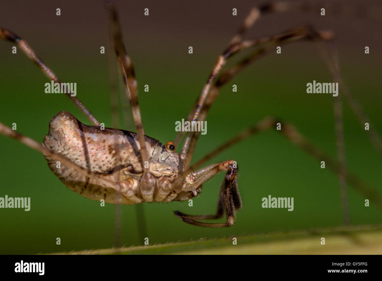 Close-up immagine drammatica di una harvestman (aracnide), comunemente scambiato per un ragno, Yorkshire, Inghilterra Foto Stock