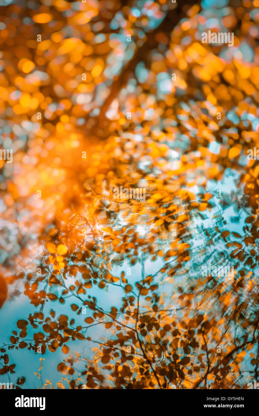 Artistico riflessi colorati di alberi in acqua Foto Stock