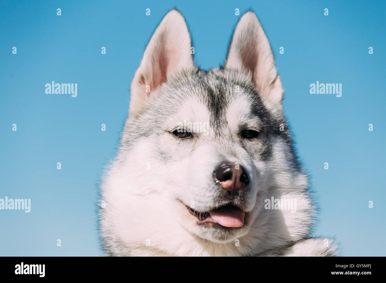 Close Up di giovani divertente di bianco e grigio Husky cucciolo di cane sul cielo blu sullo sfondo Foto Stock