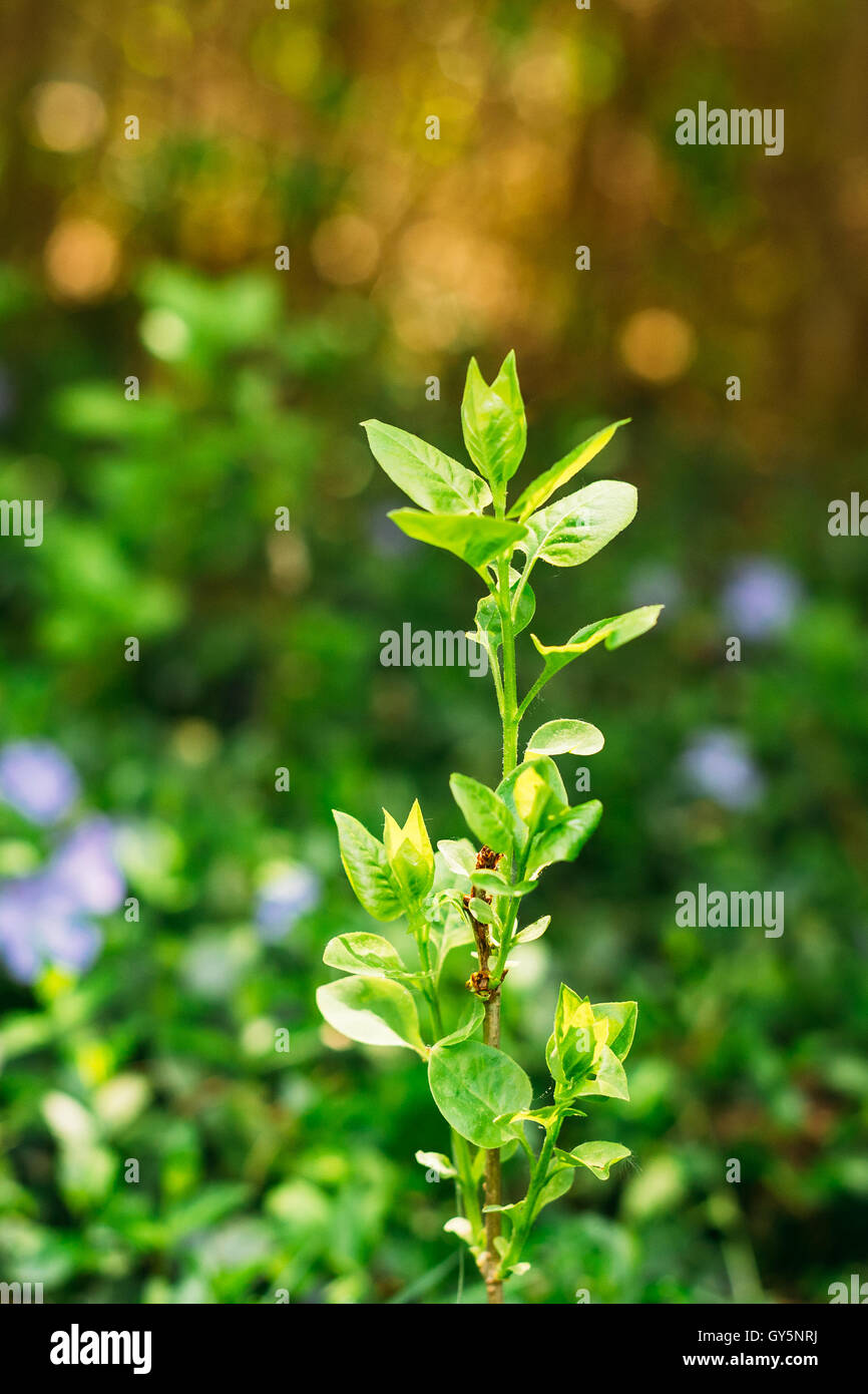 Close-Up di singole piccole primaverile ramoscello con foglie verdi del futuro frutto albero che cresce in primavera soleggiato giardino estivo Foto Stock