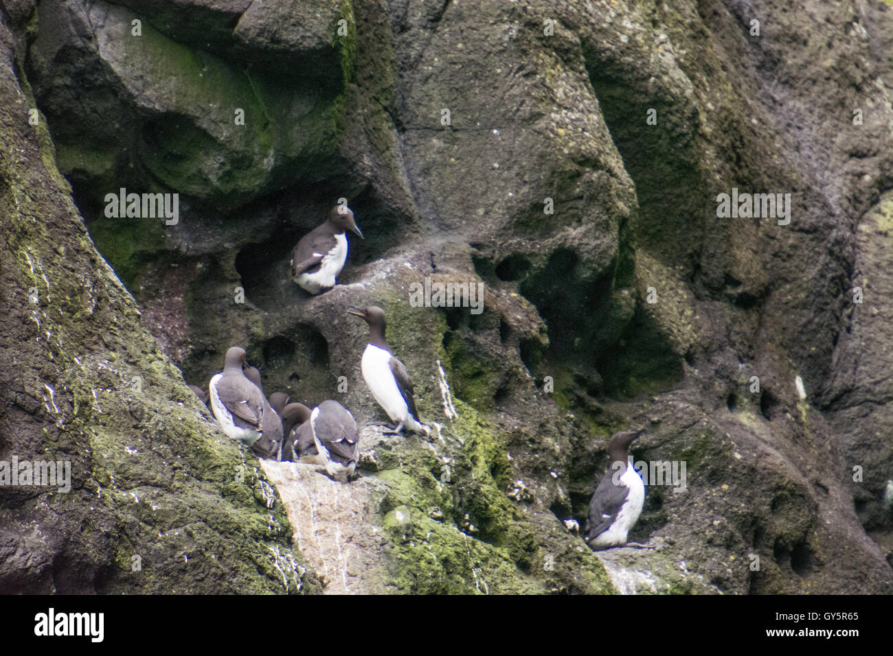 Guillemot uccelli sulle scogliere sul mare delle isole Faerøer, uria aalge Foto Stock