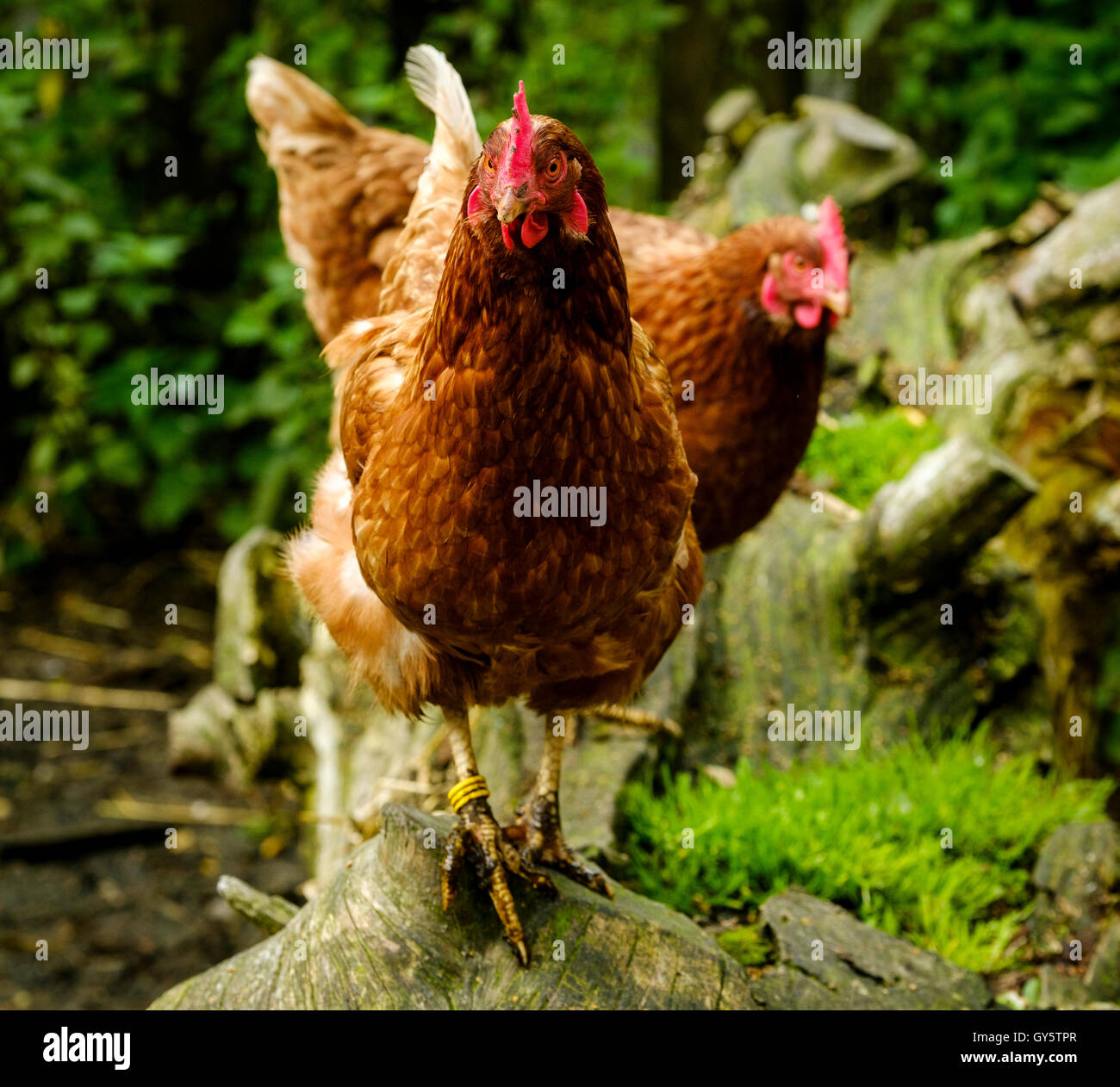 Hybrid polli allevati per la deposizione delle uova Foto Stock