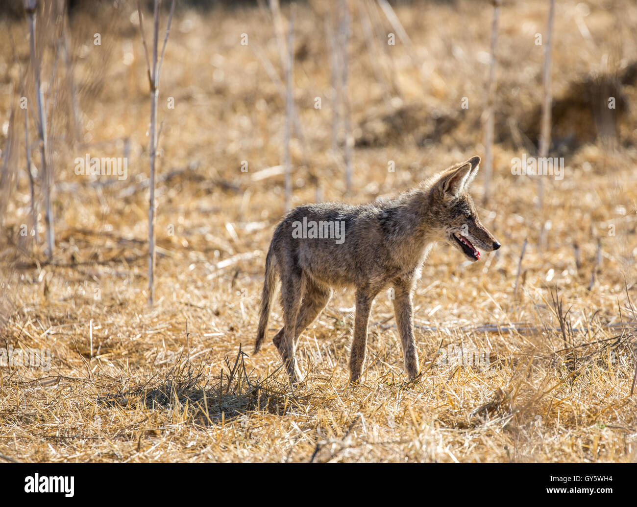 Coyote giovani (Canis latrans) Foto Stock