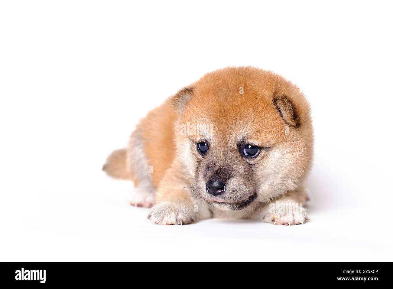 Cucciolo di Shiba Inu Foto Stock