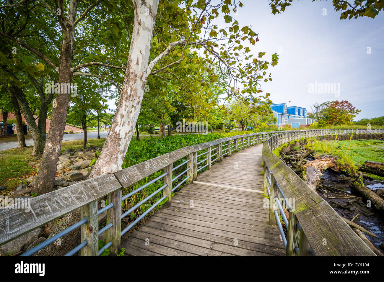 Il Boardwalk trail in una zona umida, a Rivergate City Park, in Alexandria, Virginia. Foto Stock