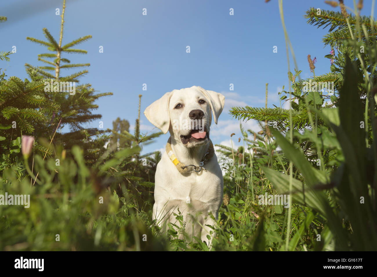 Giovani piccolo grazioso cucciolo di cane nel campo verde Foto Stock