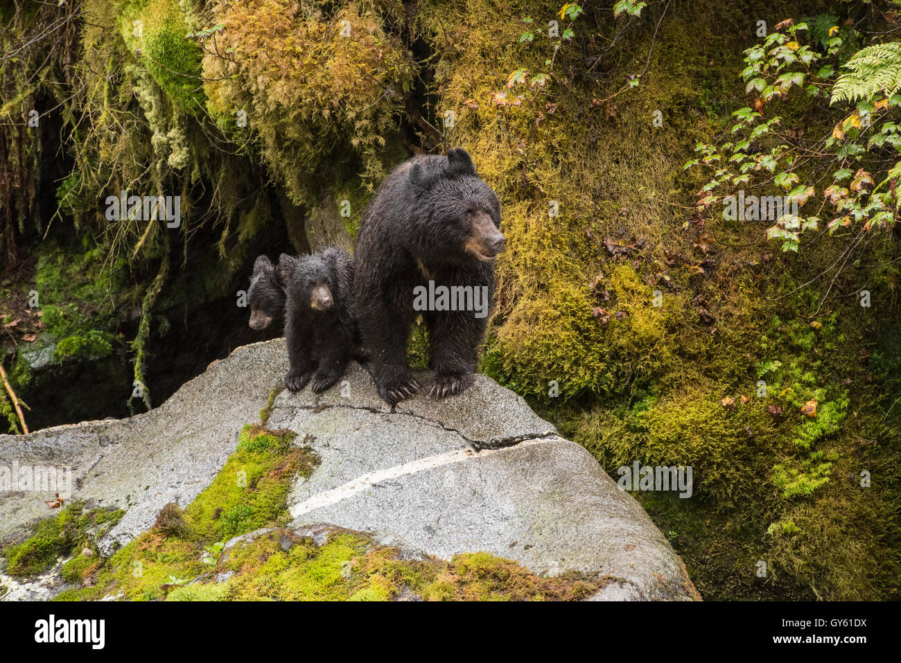 Black Bear mom e lupetti su una roccia nella foresta pluviale in Alaska. Foto Stock