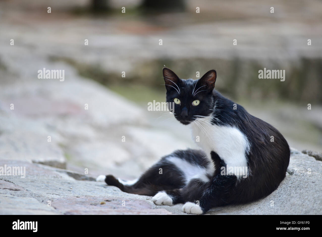 Cat nelle strade di Cattaro Città Vecchia, Montenegro Foto Stock