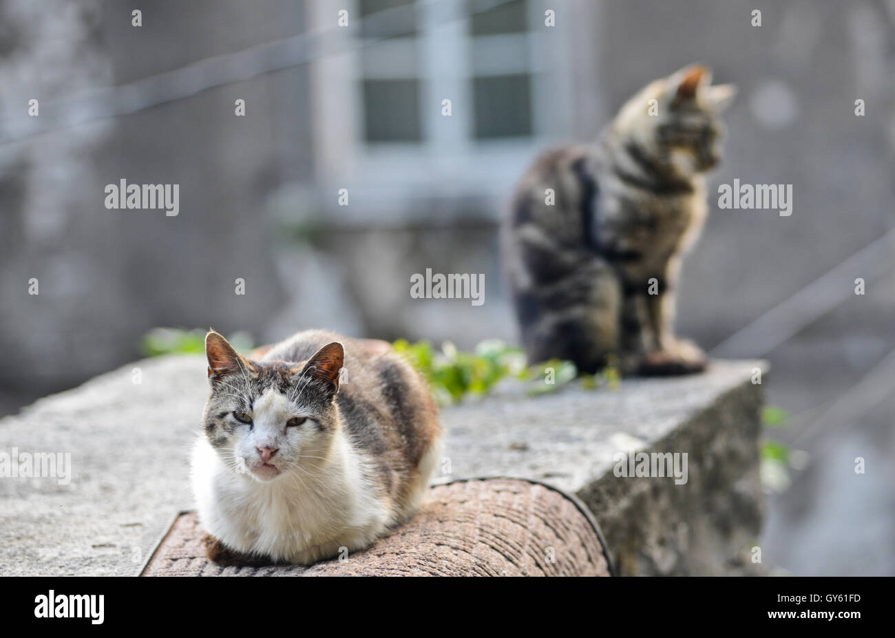 Due gatti nelle strade di Cattaro Città Vecchia, Montenegro Foto Stock