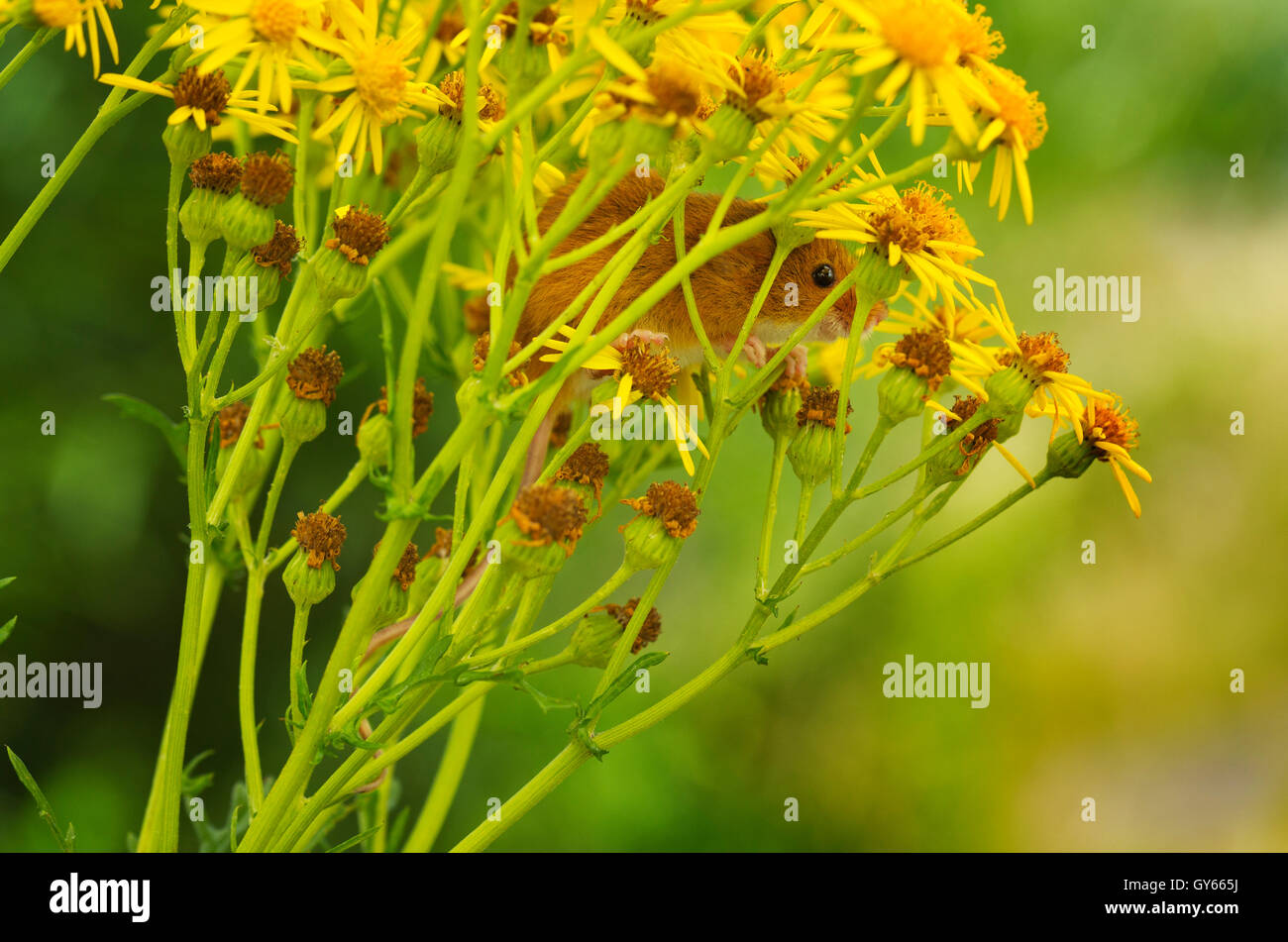 Un raccolto mouse nasconde in fiori gialli Foto Stock