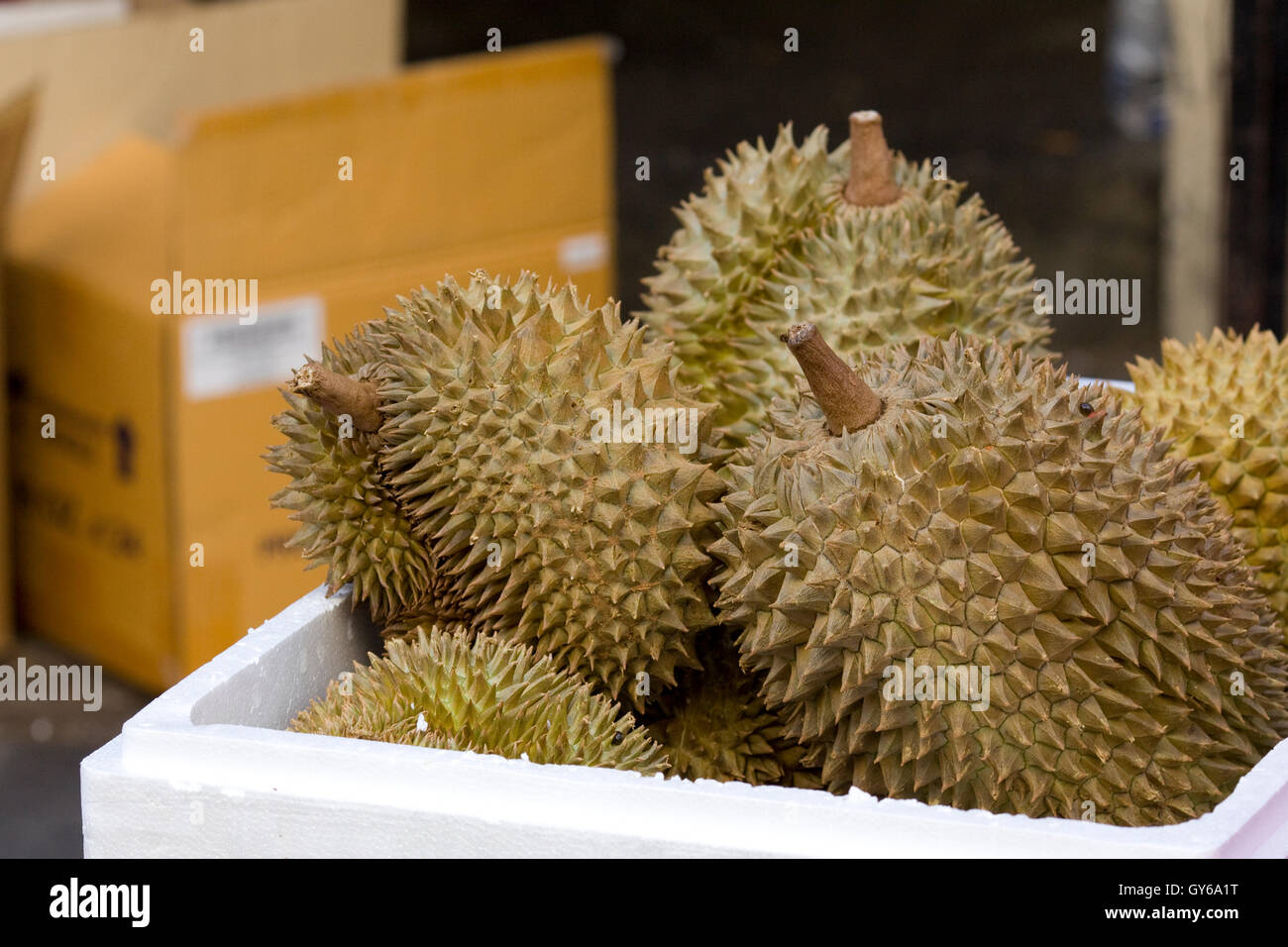 Frutta Durian nella casella di polistirene Foto Stock