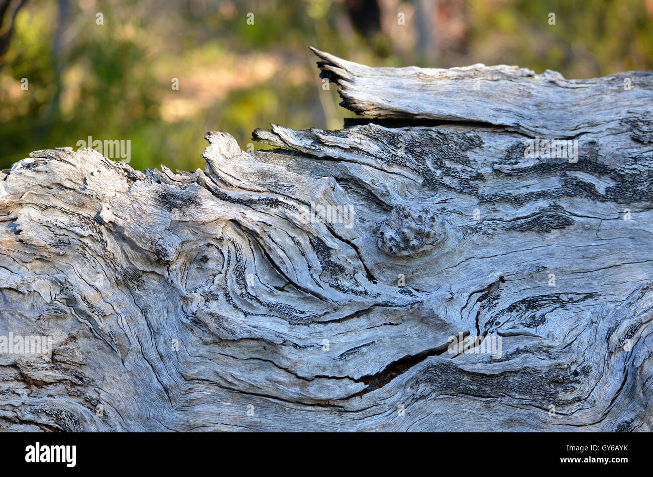 Modelli e texture di annodato a grana di legno su un albero caduto tronco Foto Stock