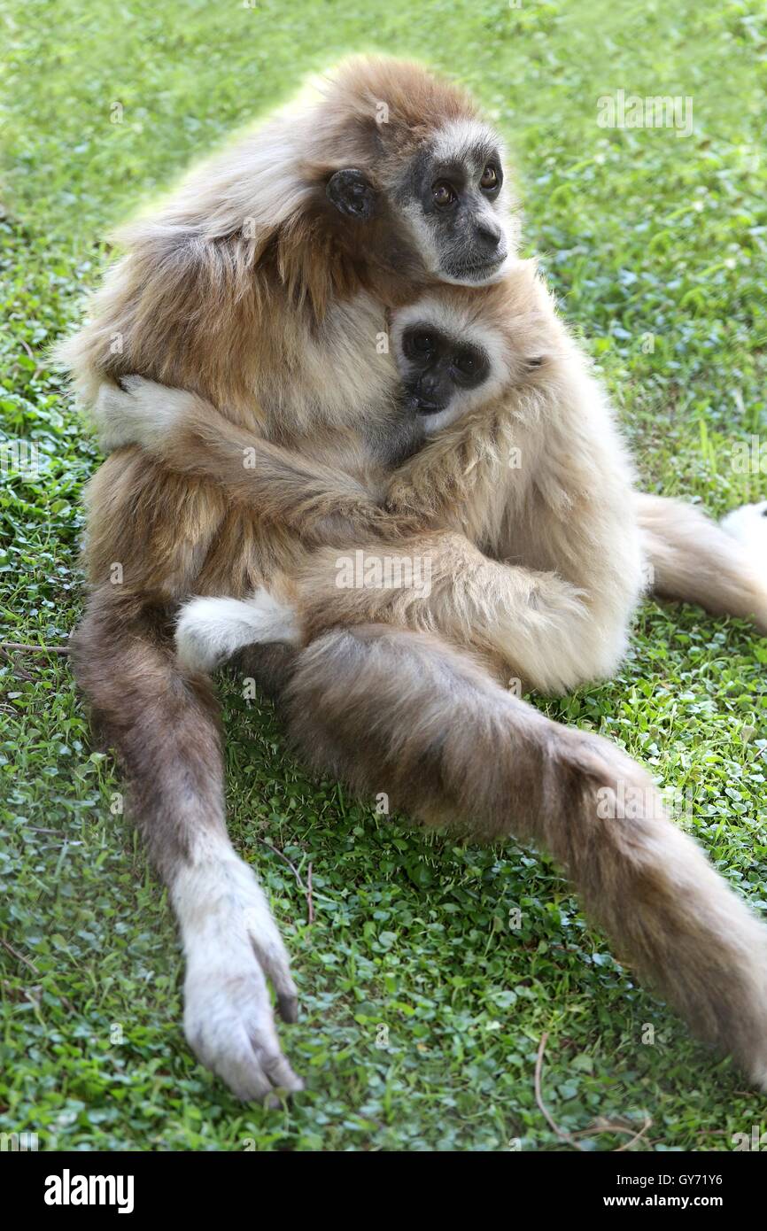 Gibbone Ape e Baby Foto Stock