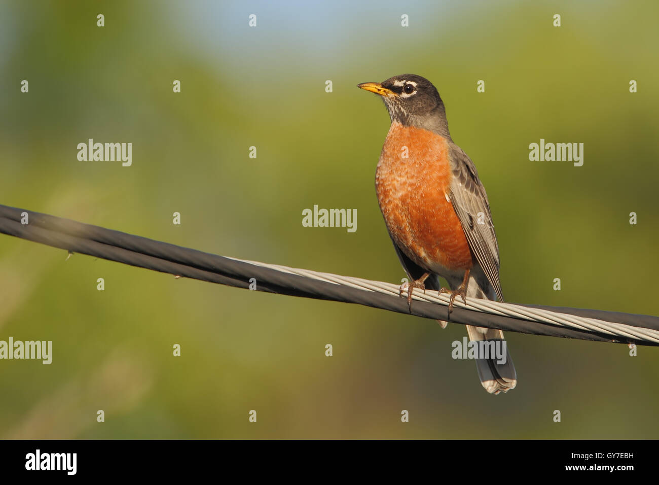 American robin (Turdus migratorius) sul filo, Lago di Marian, Florida, Stati Uniti d'America Foto Stock