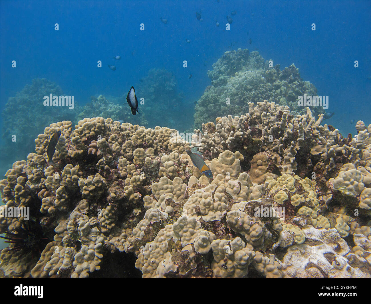 wrasse sella Foto Stock