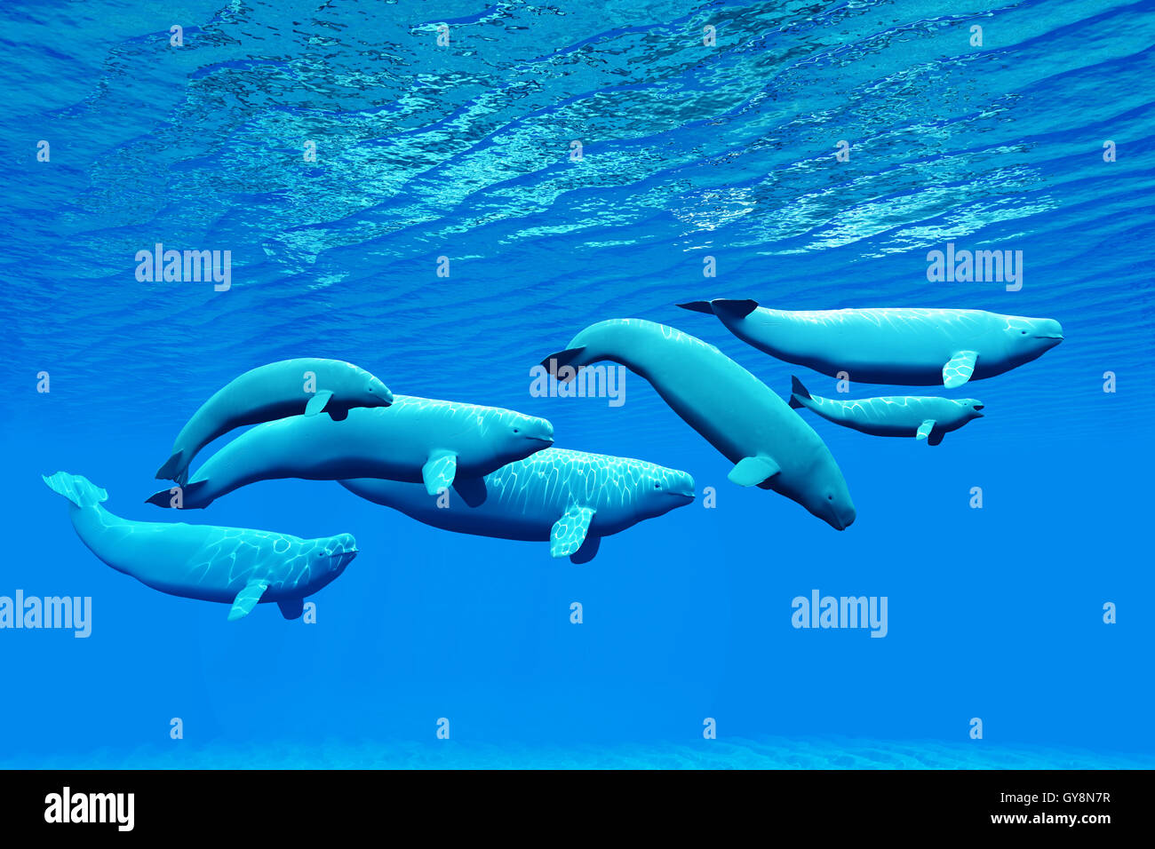 Il Beluga Whale Pod Foto Stock