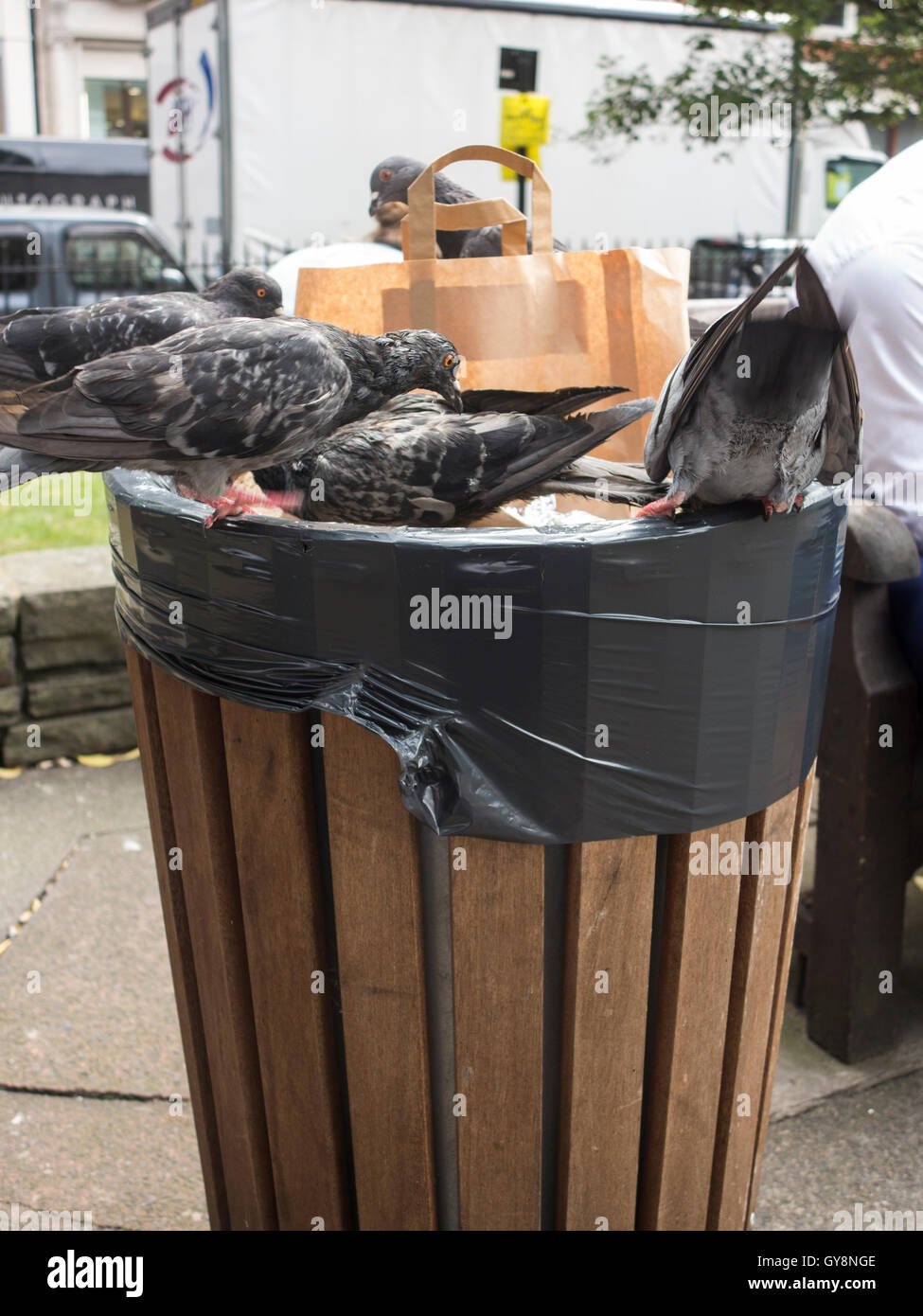 Piccioni alimentando in una Londra spazzatura Foto Stock