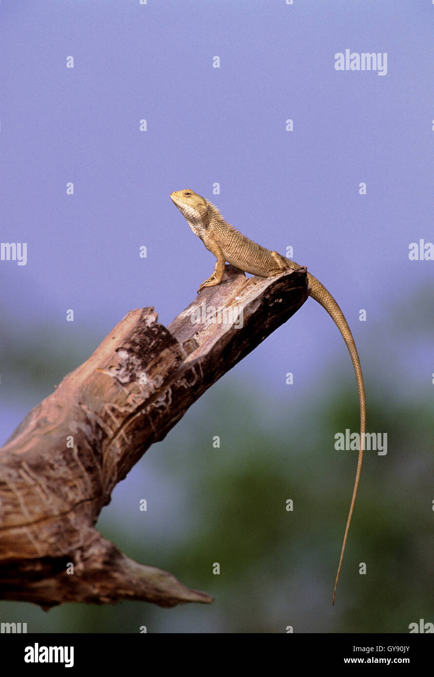 Indian Garden Lizard, Calotes versicolor, si trova sulla branca di balneazione al sole della mattina presto, Bharatpur, India Foto Stock