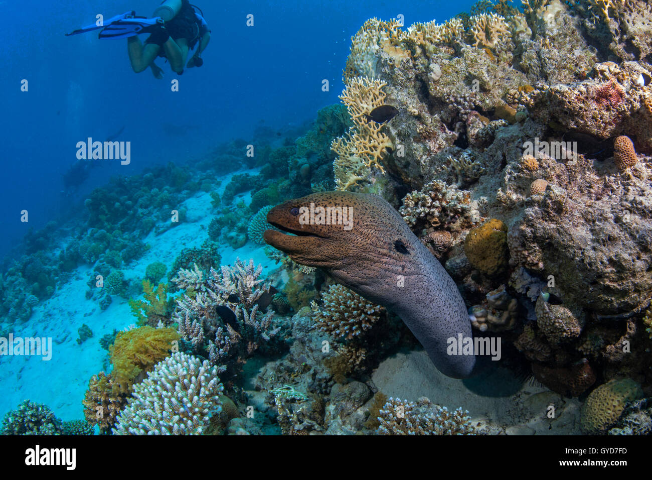 Grande murena balzi in avanti dalla sua tana di indagare scompiglio creato dai subacquei nel Mar Rosso al largo delle coste di Egitto. Foto Stock