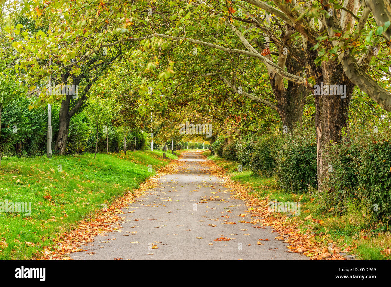 Ampio sentiero con fogliame in ombra di alberi di autunno Foto Stock