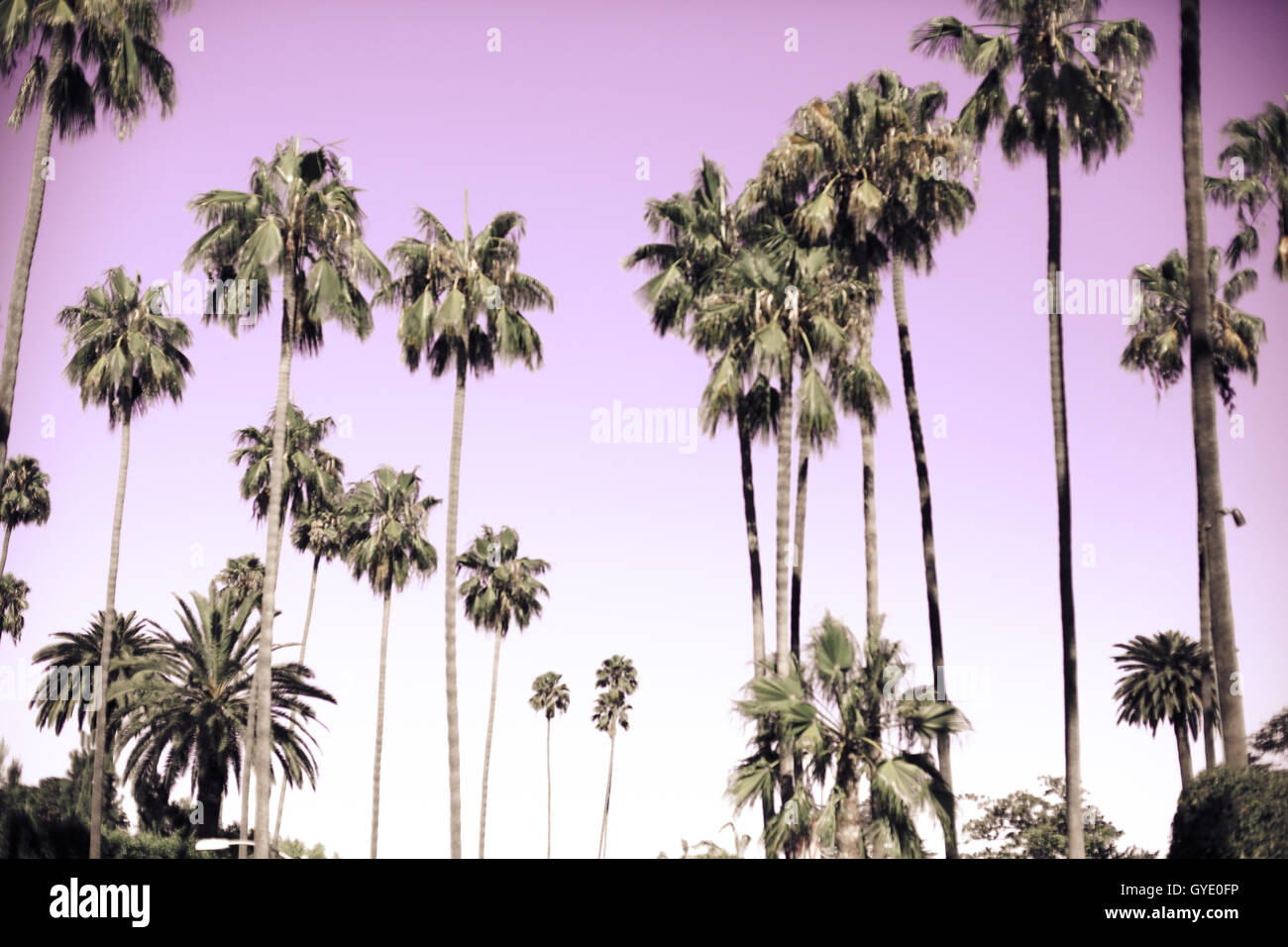 Beverly Hills California Palme Foto Stock