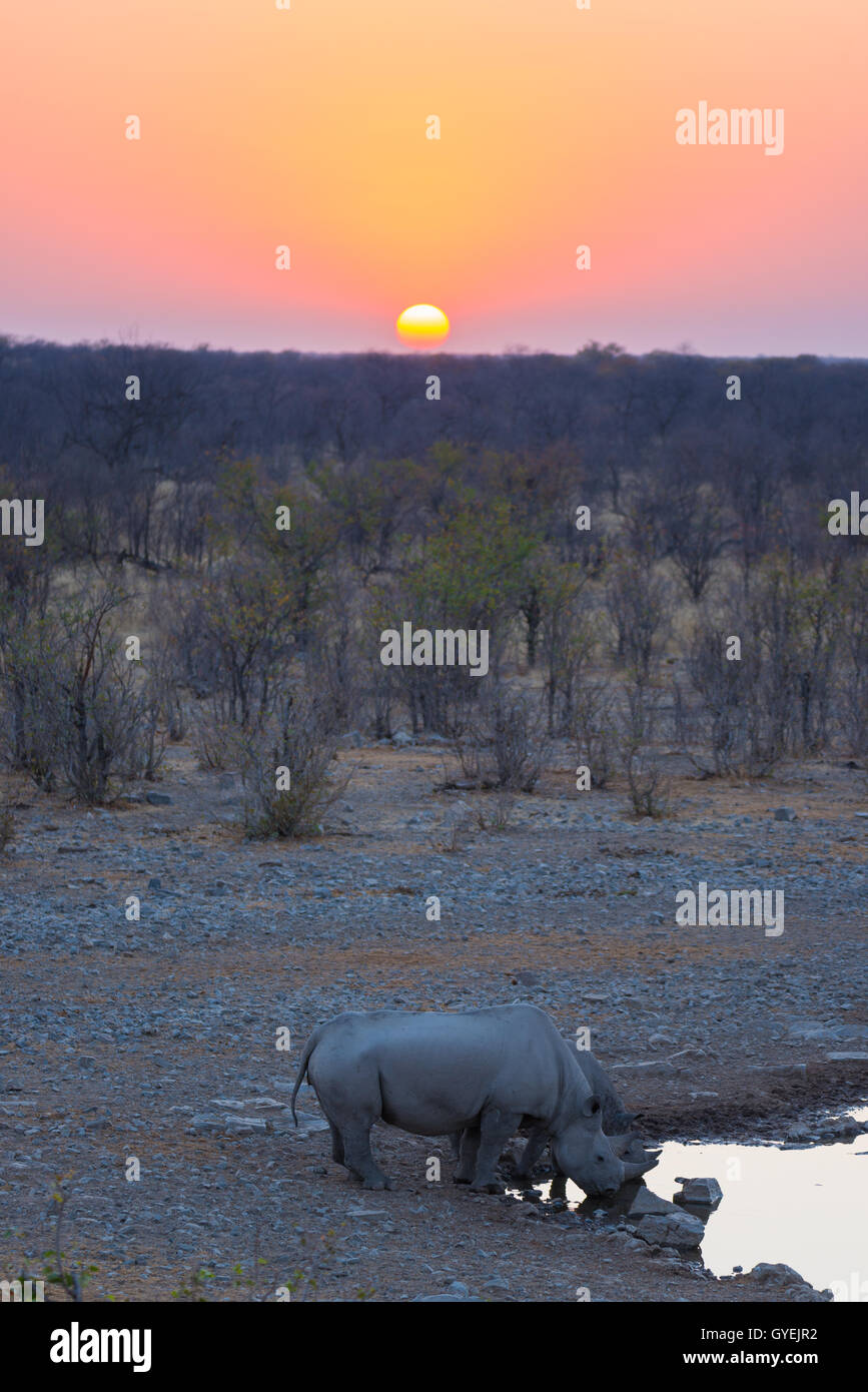 Rari i rinoceronti neri di bere da waterhole al tramonto. La fauna selvatica Safari in Etosha National Park, la principale destinazione turistica in Nam Foto Stock