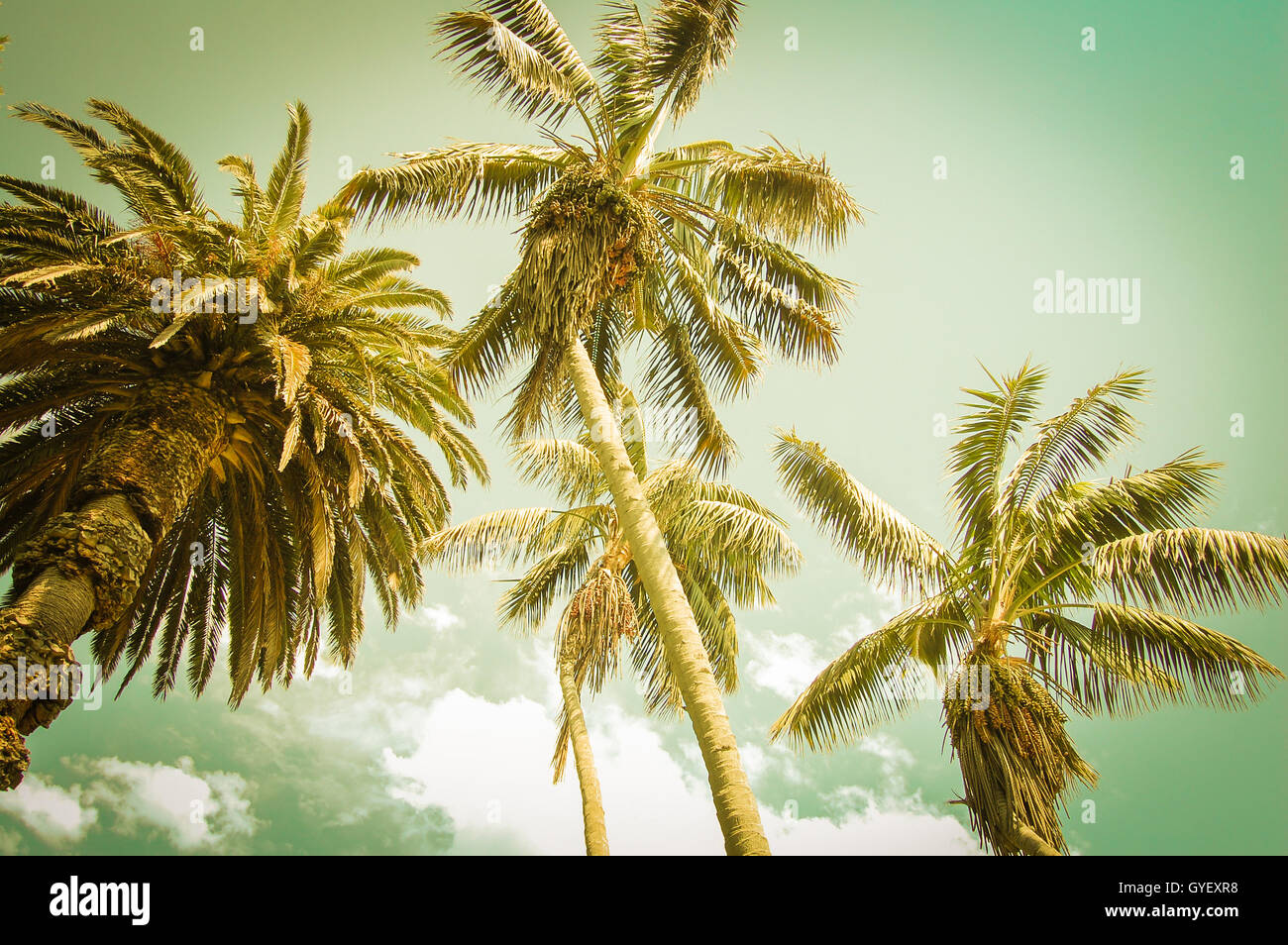 California tropicali Palme Foto Stock